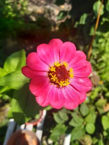 Zinnia_elegans_flower