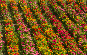 Zinnia elegans Plantation