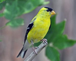 Male American Goldfinch