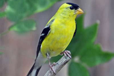 Male American Goldfinch