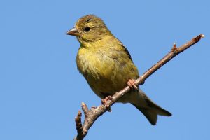 American Goldfinch_Female