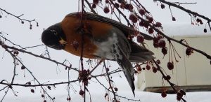 American robin
