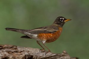 American Robin (Female)