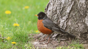 American Robin_New York