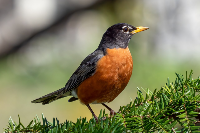 American Robin