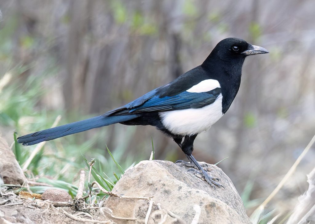 Black-Billed Magpie
