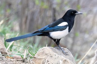 Black-Billed Magpie