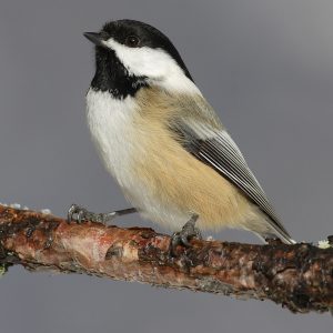 Black capped Chickadee