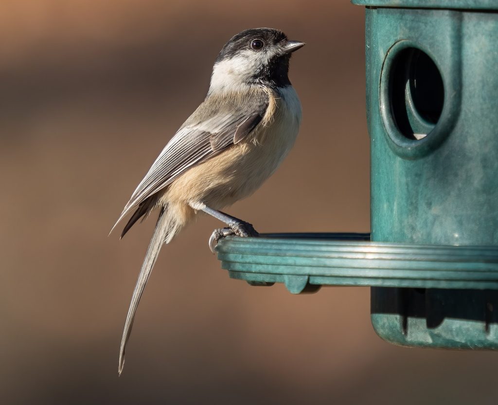 Black capped Chickadee