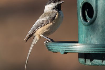 Black capped Chickadee