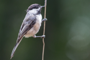 Black-capped_Chickadee