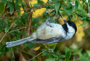 Black capped Chickadee