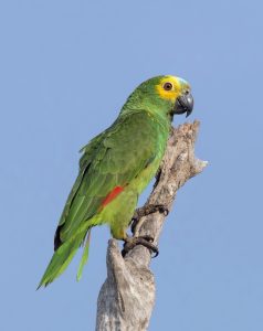 Blue-fronted amazon_(Amazona aestiva)