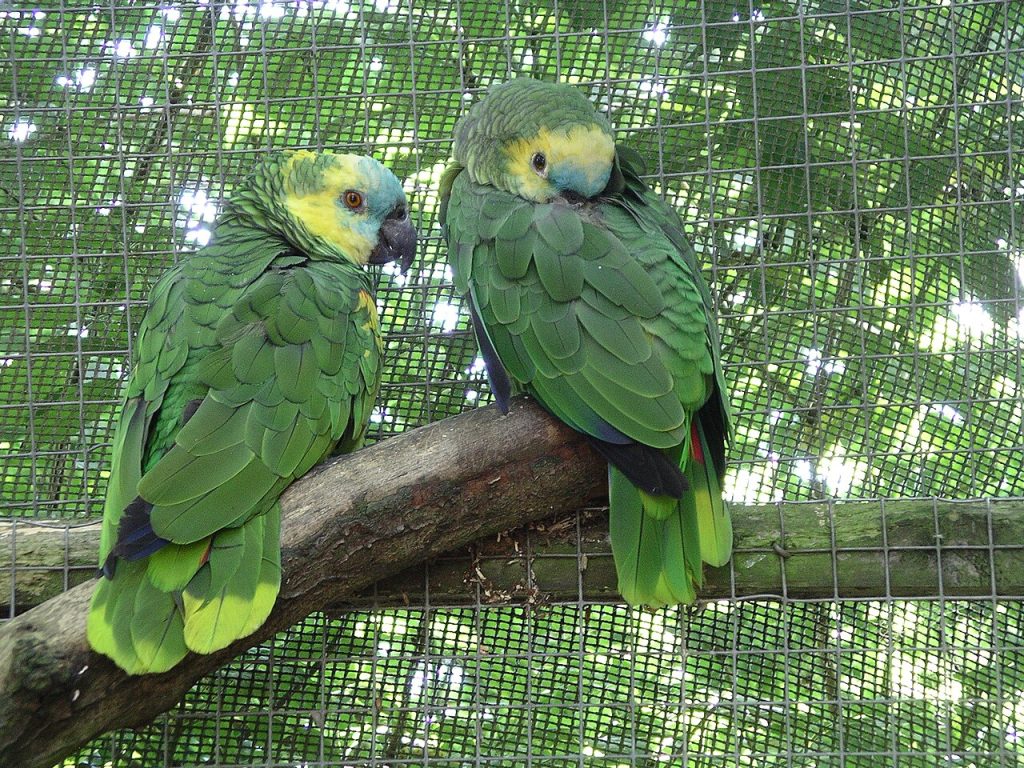 Blue-fronted_amazon_parrot