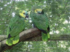 Blue-fronted_amazon_parrot
