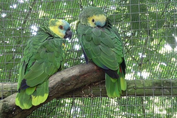 Blue-fronted_amazon_parrot