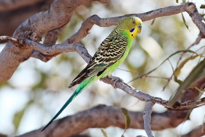 Budgerigar_male