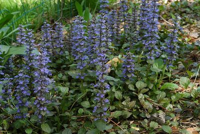 Bugleweed_Ajuga reptans
