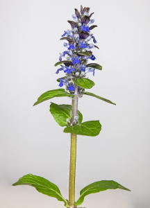 (Bugleweed_Ajuga reptans - Inflorescence