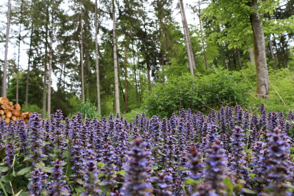 Bugleweed_Groundcover