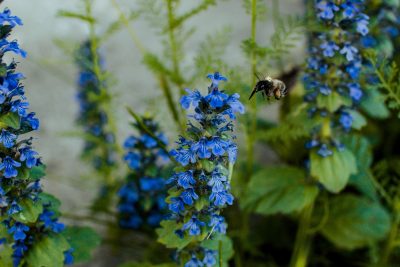 Close-up image of a bee pollinating vibrant blue bugleweed flowers outdoors - shot by Roman Serezhechkin