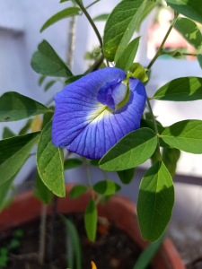 Butterfly Pea_Asian pigeonwings
