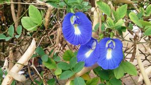Butterfly pea plant (Clitoria_ternatea)