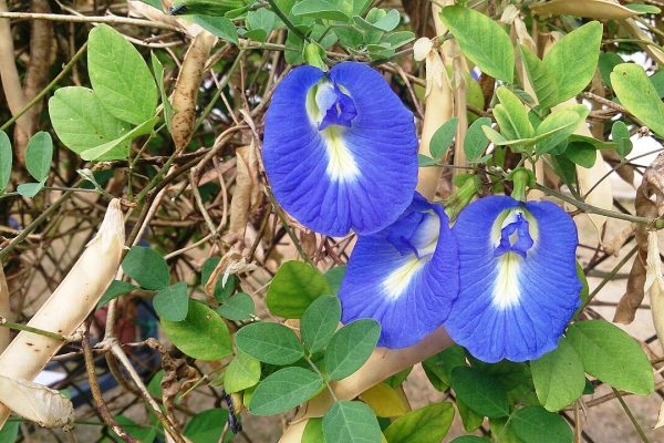 Butterfly pea plant (Clitoria_ternatea)