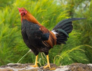 Chicken_Feral rooster