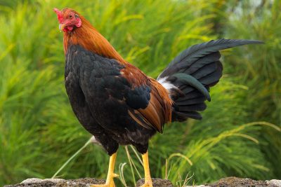 Chicken_Feral rooster
