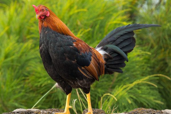 Chicken_Feral rooster