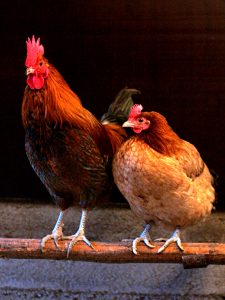 Chicken_Male and female