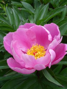 Chinese Peony_Lactiflora