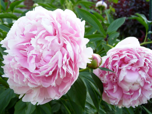 Chinese Peony_Paeonia lactiflora