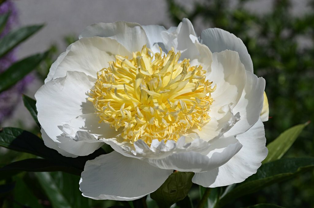 Chinese Peony_Paeonia lactiflora_Gold Rush Top