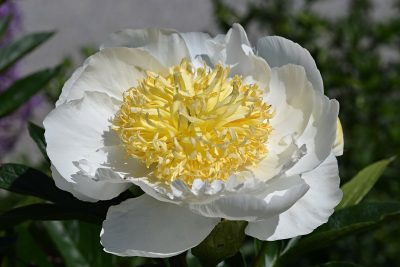 Chinese Peony_Paeonia lactiflora_Gold Rush Top