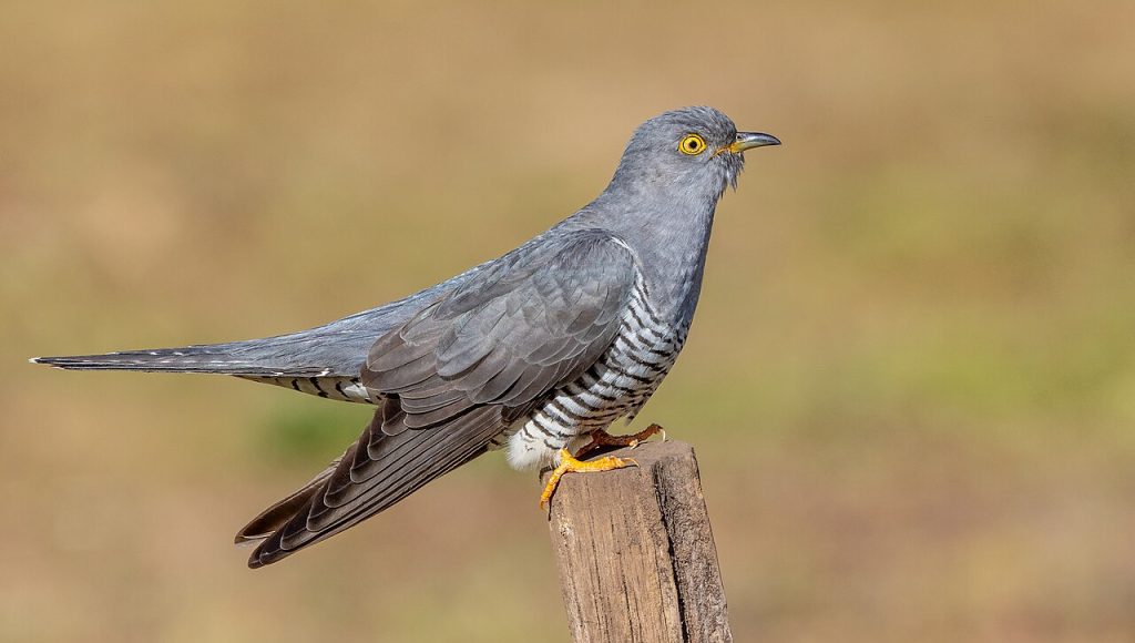 Common Cuckoo