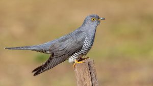 Common Cuckoo
