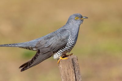 Common Cuckoo