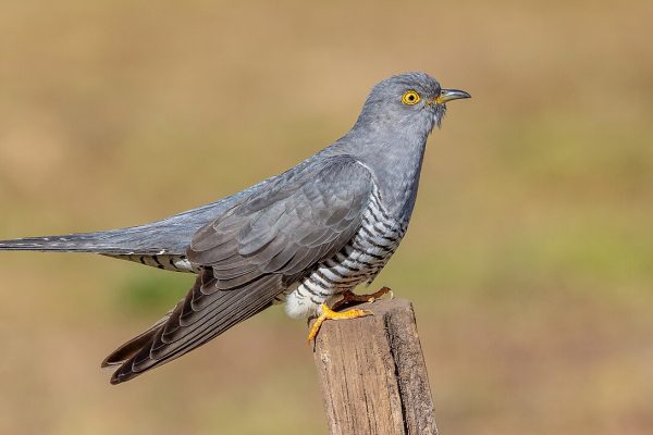 Common Cuckoo