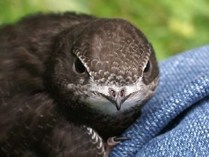 Common Swift head