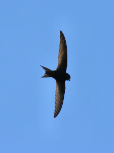 Common Swift_Apus apus_in flight