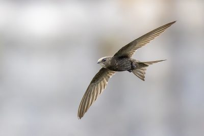 Common_Swift_in flight