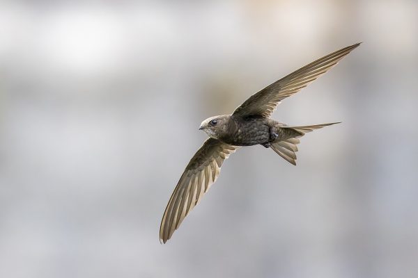 Common_Swift_in flight