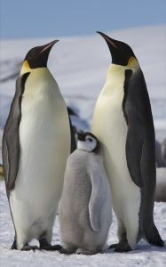 Emperor Penguin_Aptenodytes forsteri-adults and juvenile