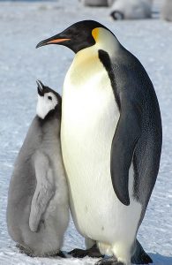Emperor-Penguin_adult and Juvenile