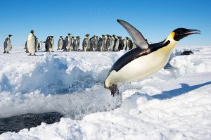 Emperor Penguin_jumping out of the water