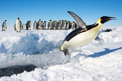 Emperor Penguin_jumping out of the water