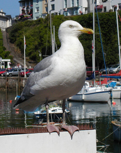 Herring Gull