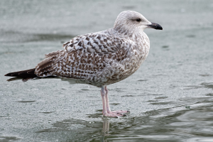 Herring Gull_Larus argentatus
